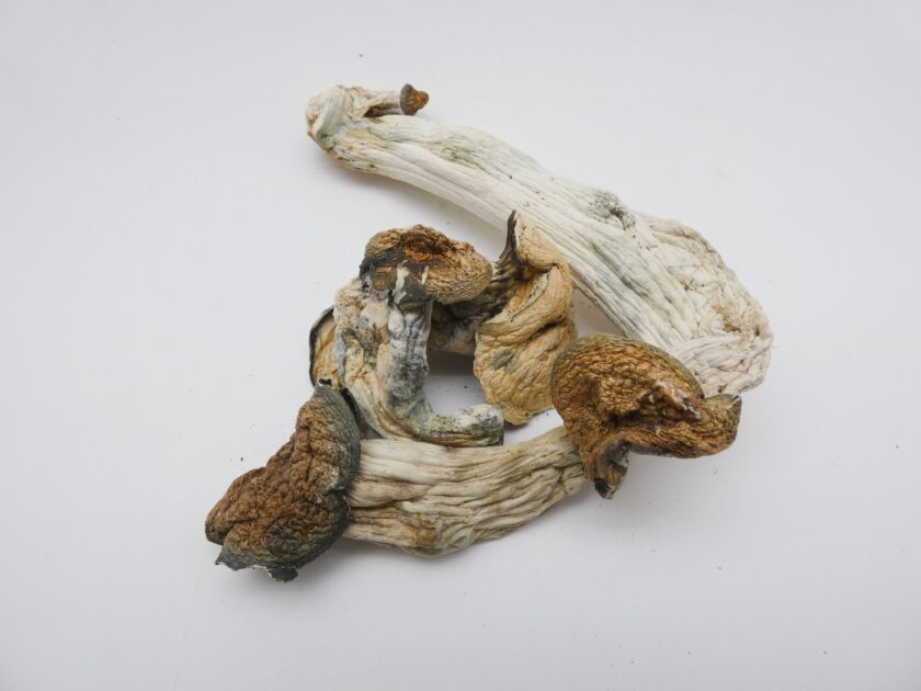 Magic Mushrooms - King Dong