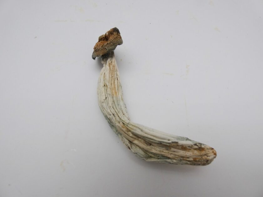 Magic Mushrooms - King Dong - Image 2